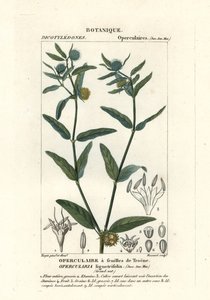 Grov stinkweed, Opercularia aspera av Stanghi Stanghi