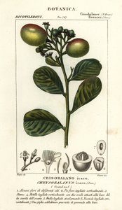 Cocoplum, Chrysobalanus icaco av Stanghi Stanghi