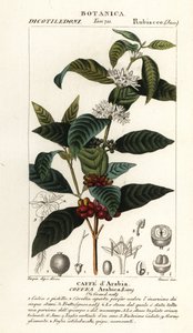 Kaffe, Coffea arabica, Caffe d’Arabia av Stanghi Stanghi