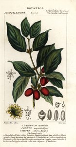 Cornelian körsbär, Cornus mas