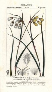 Bomullsgräs eller bomullssvala, Eriophorum angustifolium av Stanghi Stanghi