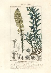 Krämiga ljus, Stackhousia monogyna av Stanghi Stanghi