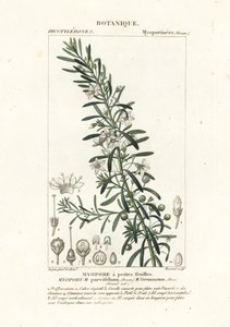 Krypande boobialla, Myoporum parvifolium av Stanghi Stanghi