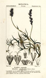 Lockigt mesquite, Hilaria cenchroides av Stanghi Stanghi