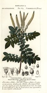 Encenillo, Weinmannia pubescens av Stanghi Stanghi