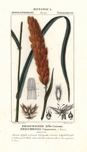 Eriochrysis cayannensis, tropiskt amerikanskt gräs av Stanghi Stanghi