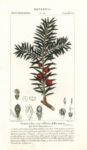 Europeisk idegran, Taxus baccata