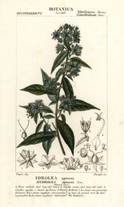 Falskt fiolblad, Hydrolea spinosa av Stanghi Stanghi