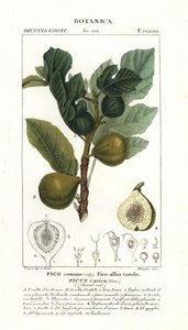 Fikonträd och frukt, Ficus carica av Stanghi Stanghi
