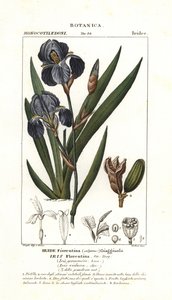 Florentinsk iris, Iris germanica var florentina av Stanghi Stanghi