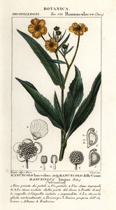 Större spjutört, Ranunculus lingua av Stanghi Stanghi