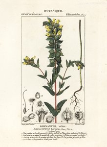 Större gul skallra, Rhinanthus alectorolophus av Stanghi Stanghi