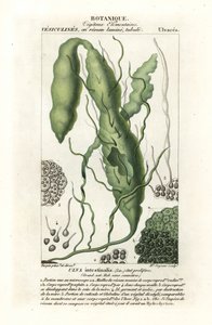 Tarm eller grästång, Ulva intestinalis av Stanghi Stanghi