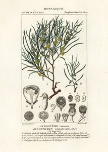 Gyrostemon ramulosus träd av Stanghi Stanghi