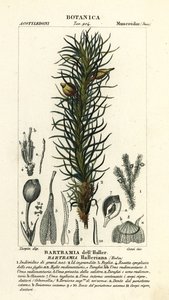 Hallers äppelmossa, Bartramia halleriana av Stanghi Stanghi