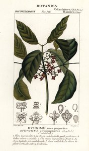 Hamiltons spindelträd, Euonymus hamiltonianus av Stanghi Stanghi