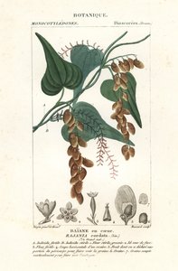 Himberträd, Rajania cordata av Stanghi Stanghi