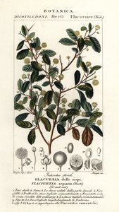 Indisk plommon, Flacourtia indica