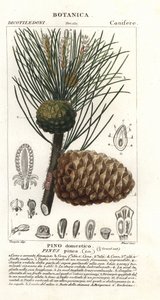 Italiensk sten tall, Pinus pinea, Sten tall