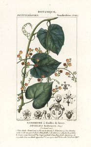 Javillo eller motgift kakong, Fevillea cordifolia av Stanghi Stanghi