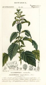 Kejsarinnan Josephine av Stanghi Stanghi