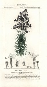 Lärkblad eller trädtriggerplanta, Stylidium laricifolium av Stanghi Stanghi