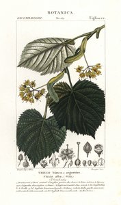 Lind eller lind, Tilia alba