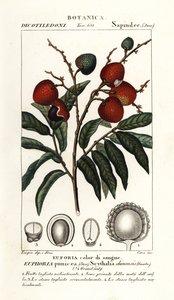 Litchifrukt, Litchi chinensis av Stanghi Stanghi