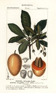 Mahuwa-träd, Madhuca longifolia av Stanghi Stanghi