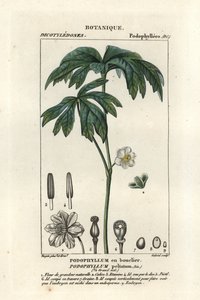 Majäpple, Podophyllum peltatum av Stanghi Stanghi
