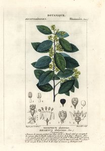 Medelhavs havtorn, Rhamnus alaternus av Stanghi Stanghi