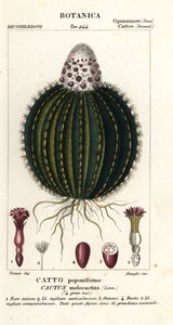 Melonkaktus, Melocactus caroli-linnaeus av Stanghi Stanghi