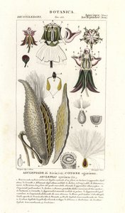 Milkweed, Asclepias syriaca av Stanghi Stanghi