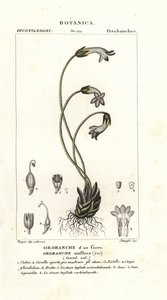 Enblommig kvast, Orobanche uniflora av Stanghi Stanghi