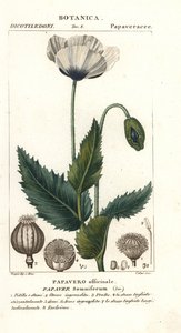 Opiumvallmo, Popaver sömnig, Popavero officinale av Stanghi Stanghi