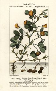 Jordnöt eller jordnöt, Arachis hypogaea av Stanghi Stanghi