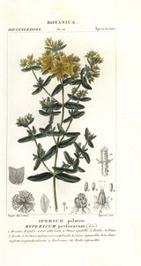 Perforera johannesört, Hypericum perforatum av Stanghi Stanghi