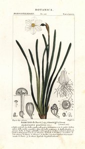 Poetens påsklilja, Narcissus poeticus av Stanghi Stanghi