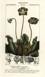 Lila kannaväxt, Sarracenia purpurea av Stanghi Stanghi
