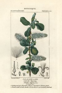 Kisspil, Salix caprea av Stanghi Stanghi
