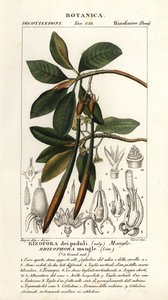 Röd mangrove, Rhizophora-mangel av Stanghi Stanghi
