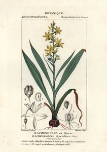 Röd rot, Wachendorfia thyrsiflora av Stanghi Stanghi