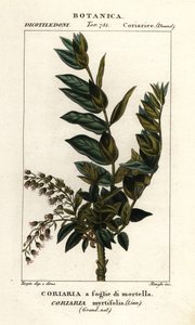 Redoulträd, Coriaria myrtifolia av Stanghi Stanghi