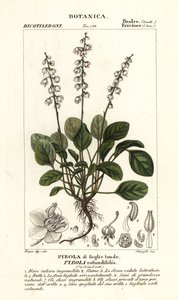 Rundbladig vintergrön, Pyrola rotundifolia av Stanghi Stanghi