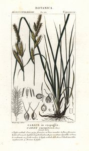 Skärgräs, Carex caespitosa av Stanghi Stanghi