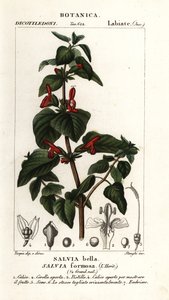Glansbladig salvia, Salvia formosa av Stanghi Stanghi