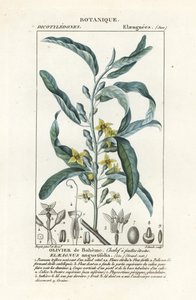 Silverbär eller oleaster, Elaeagnus angustifolia