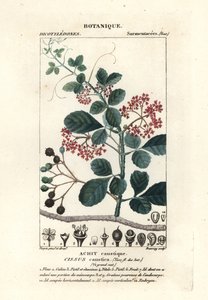 Skedbladsträd, Cissus obovata av Stanghi Stanghi
