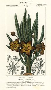 Sjöstjärneblomma eller kadaverväxt, Stapelia hirsuta
