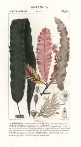 Sockerkelp och andra tång av Stanghi Stanghi